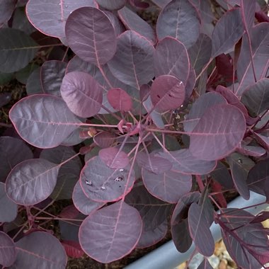 Cotinus coggygria 'Lilla'