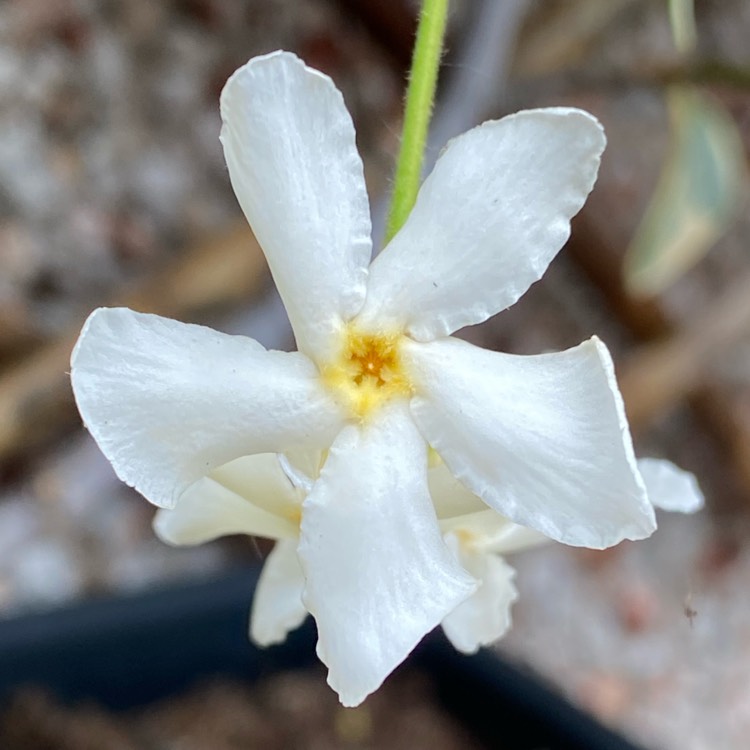 plant image 1505045