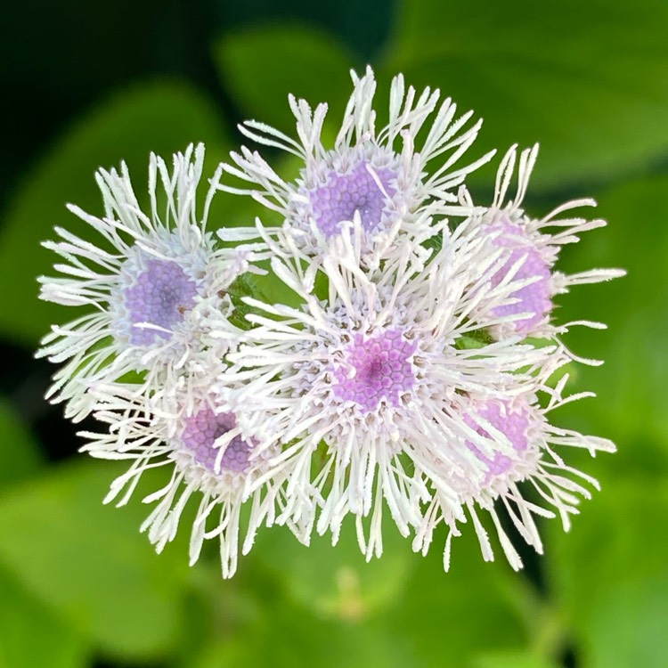 plant image 1506183