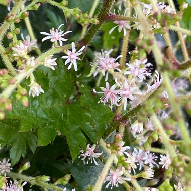 Astilbe simplicifolia 'Sprite'