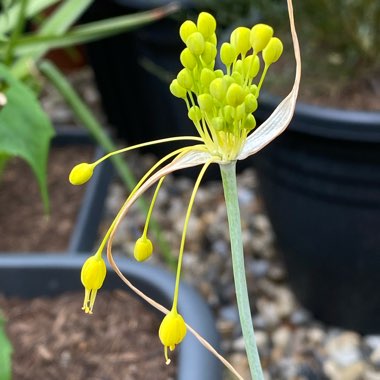 Allium flavum