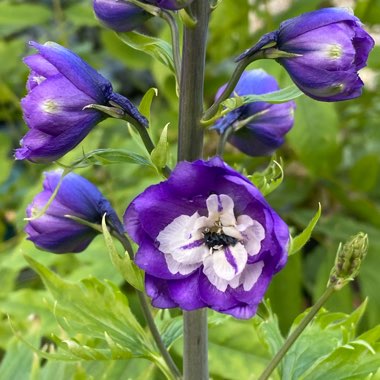 Delphinium 'Aurora Deep purple'