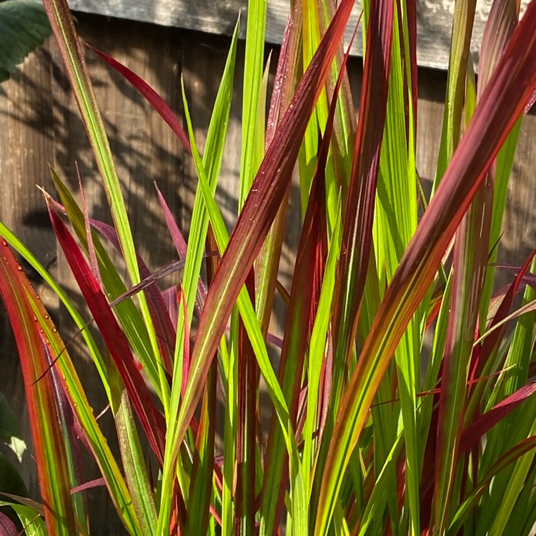 plant image 1510338