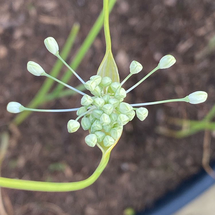 plant image 1510757