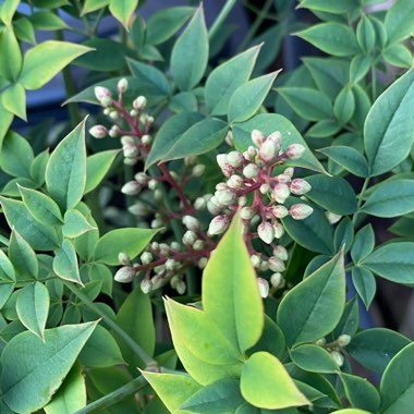 Nandina domestica