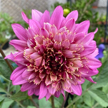 Dahlia 'Floorinoor'