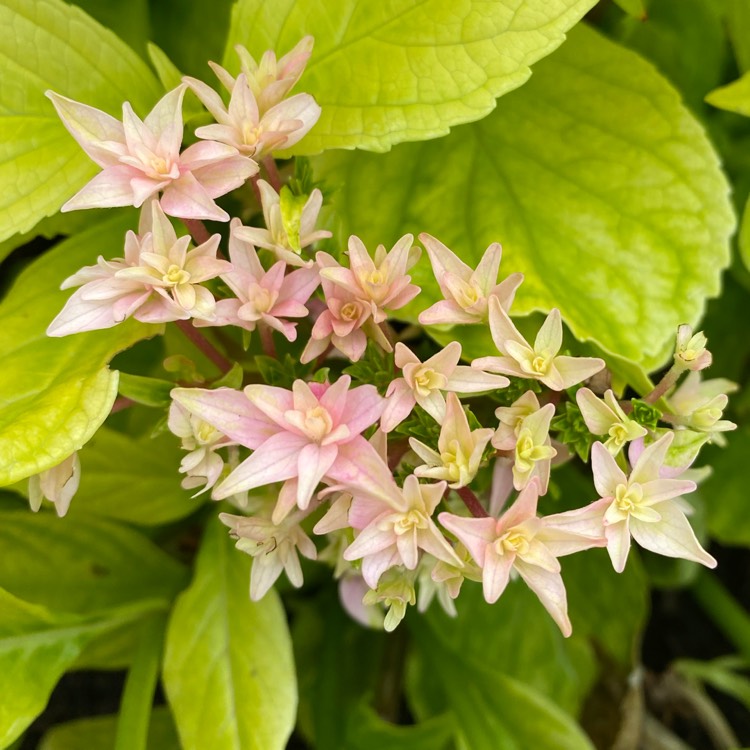 plant image 1514260