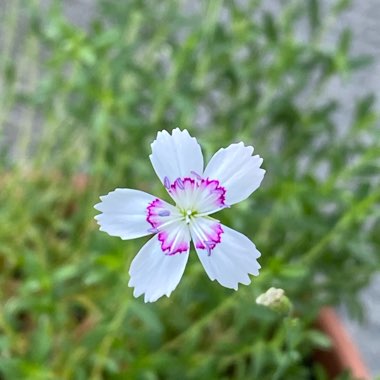 Dianthus plumarius