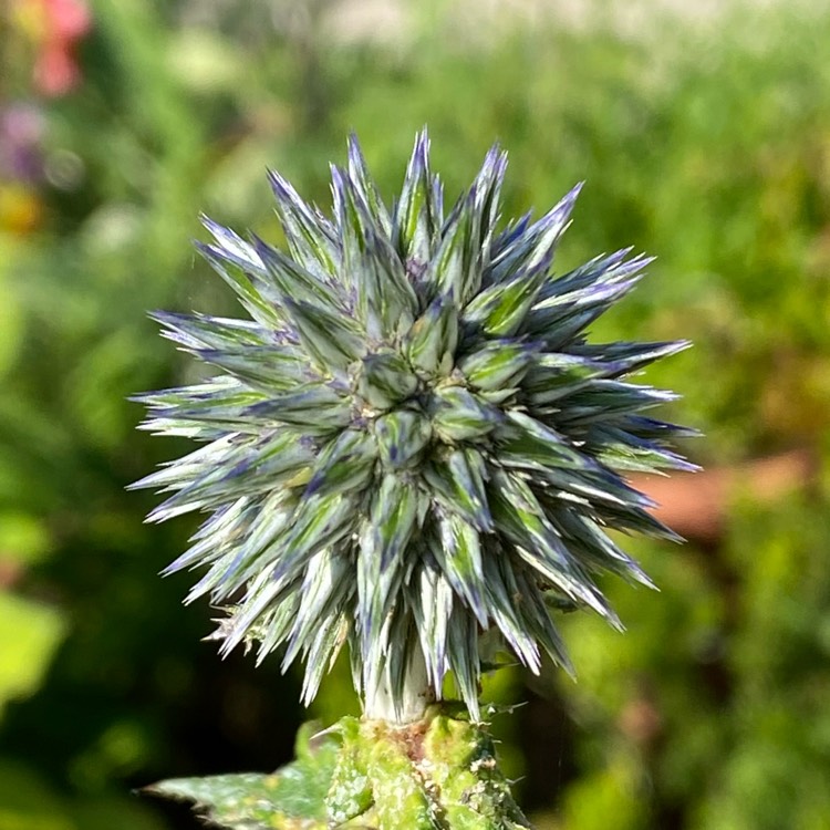 plant image 1515247