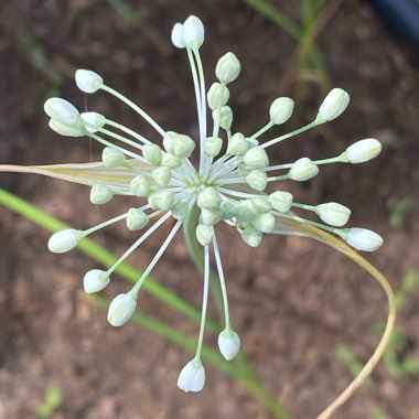 Allium Carinatum Subsp. Pulchellum