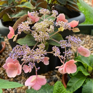 Hydrangea aspera 'Hot Chocolate'