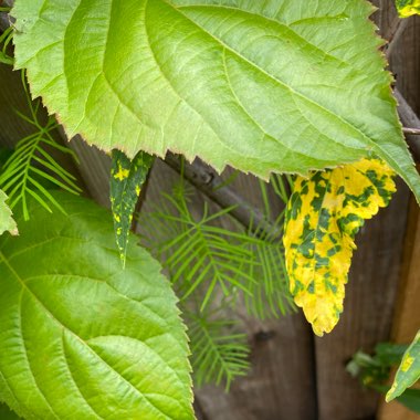 Actinidia kolomikta syn. Actinidia maloides