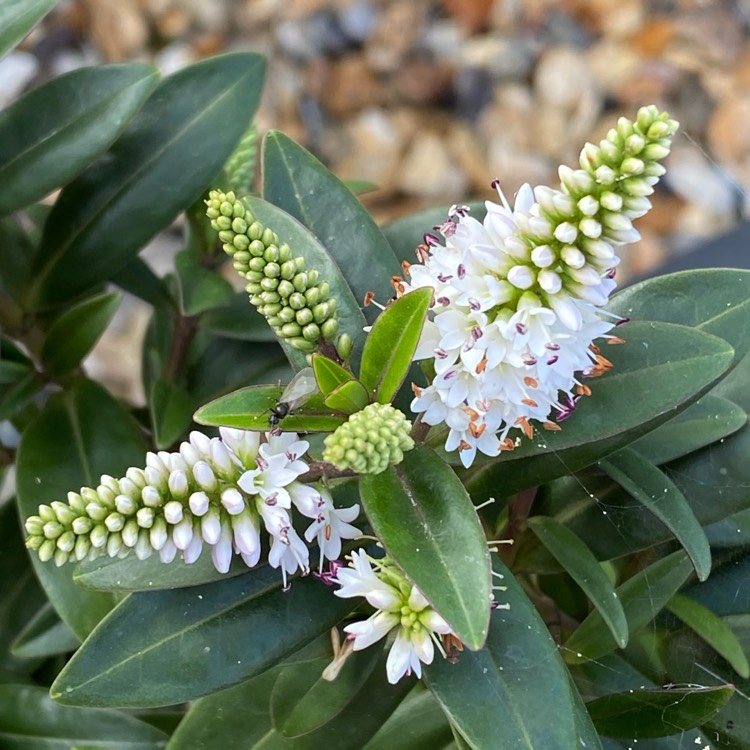 Plant image Hebe 'Pink Candy'