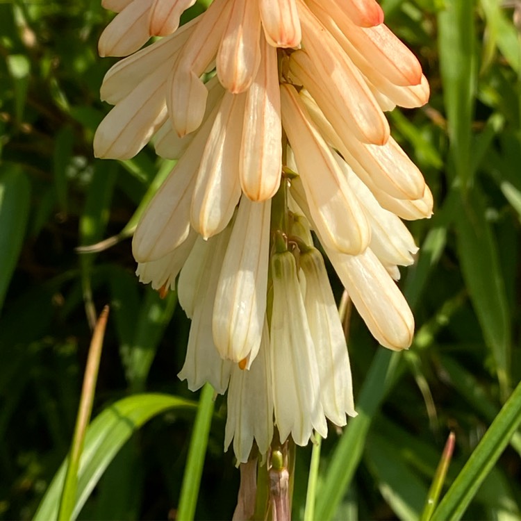 plant image 1517549