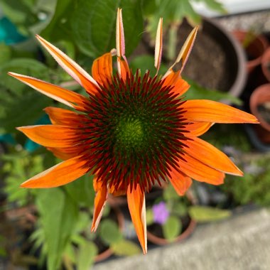 Echinacea 'Cheyenne Spirit' (Mix)