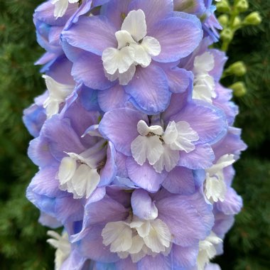 Delphinium