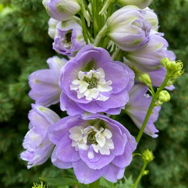 Delphinium