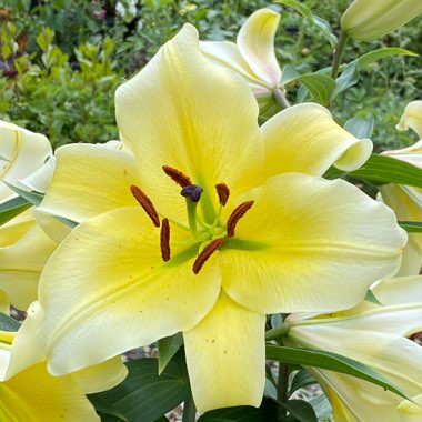 Lilium 'Manissa' syn. Lilium 'Manisa', Lilium 'Yellow Rocket'