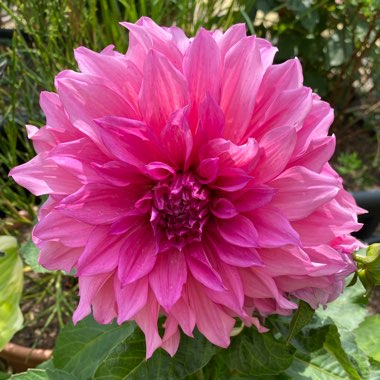 Dahlia Cafe Au Lait Royale