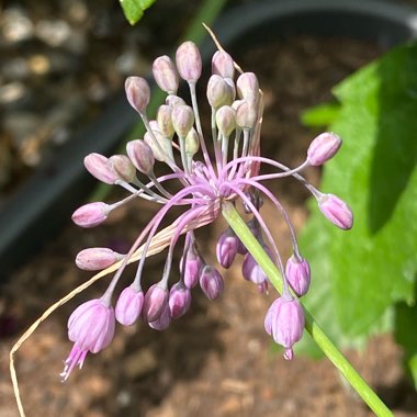 Allium Carinatum Subsp. Pulchellum