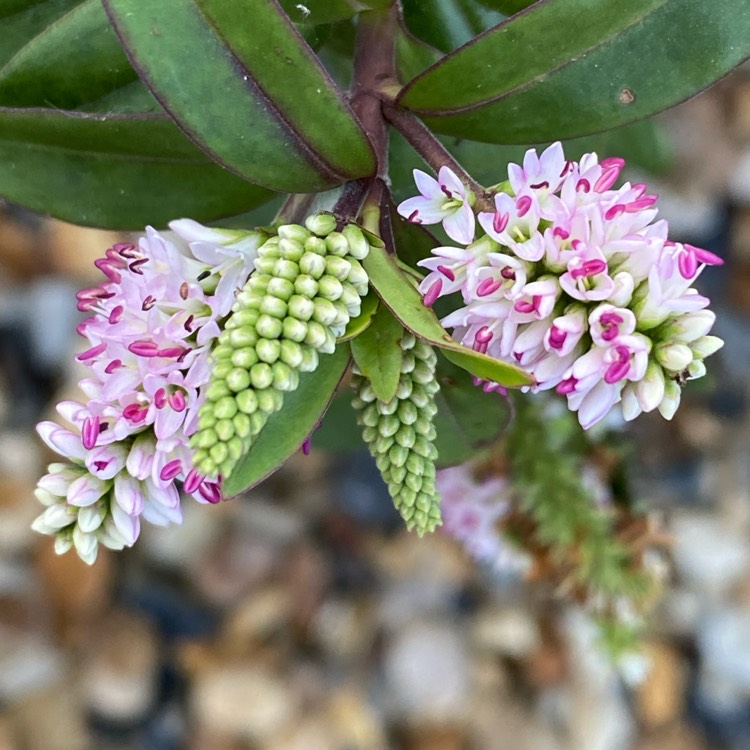 Plant image Hebe 'Pink Candy'