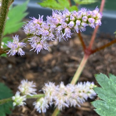 Astilbe chinensis var. pumila