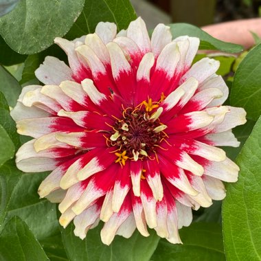 Zinnia elegans 'Swizzle Cherry and Ivory' (Swizzle Series)