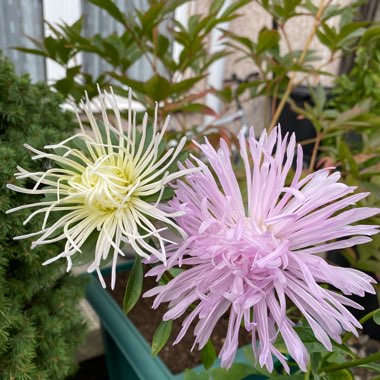 Callistephus chinensis 'Spider Chrysanthemum'