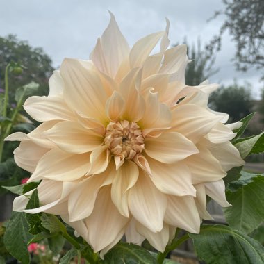 Dahlia 'Cafe au Lait'