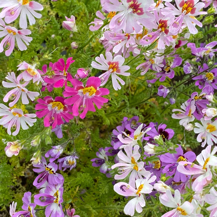 Plant image Schizanthus pinnatus 'Angel Wings'