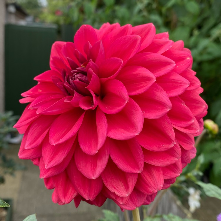 Plant image Dahlia 'Perch Hill'