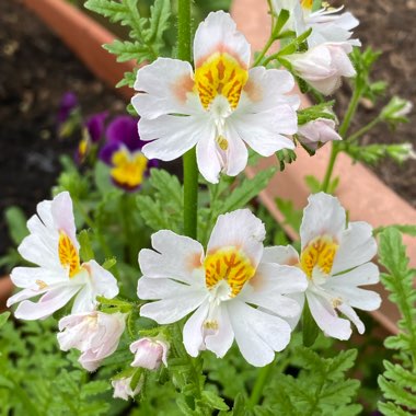 Schizanthus x wisetonensis