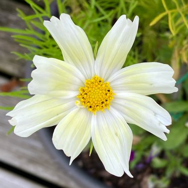 Cosmos bipinnatus 'Lemonade'