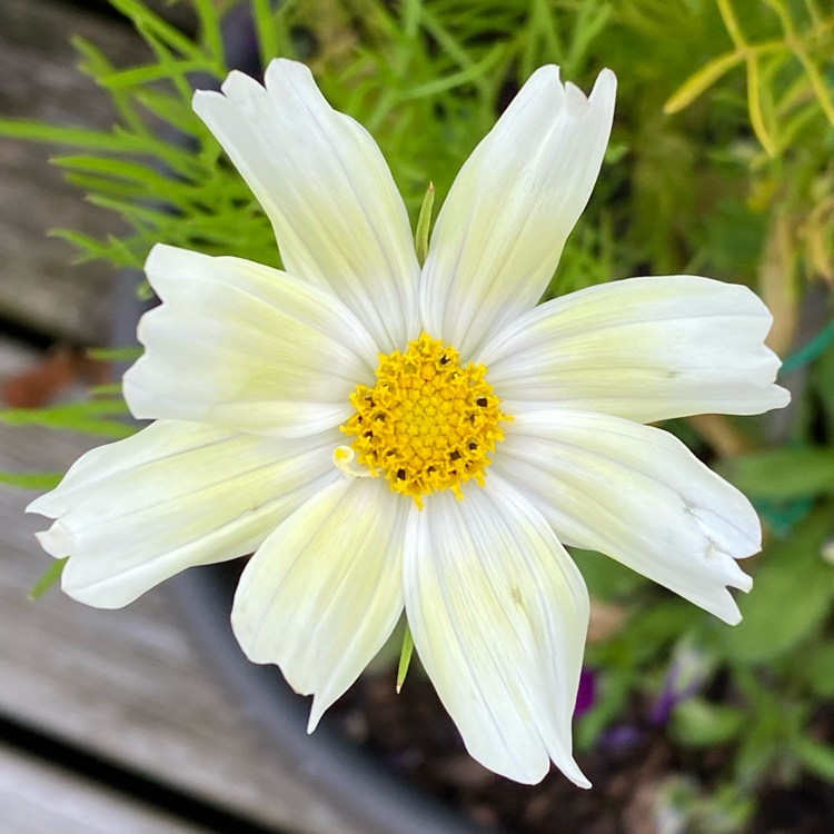 Plant image Cosmos bipinnatus 'Lemonade'