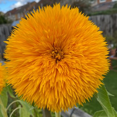 Helianthus annuus