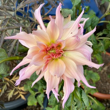 Dahlia 'Penhill Watermelon'