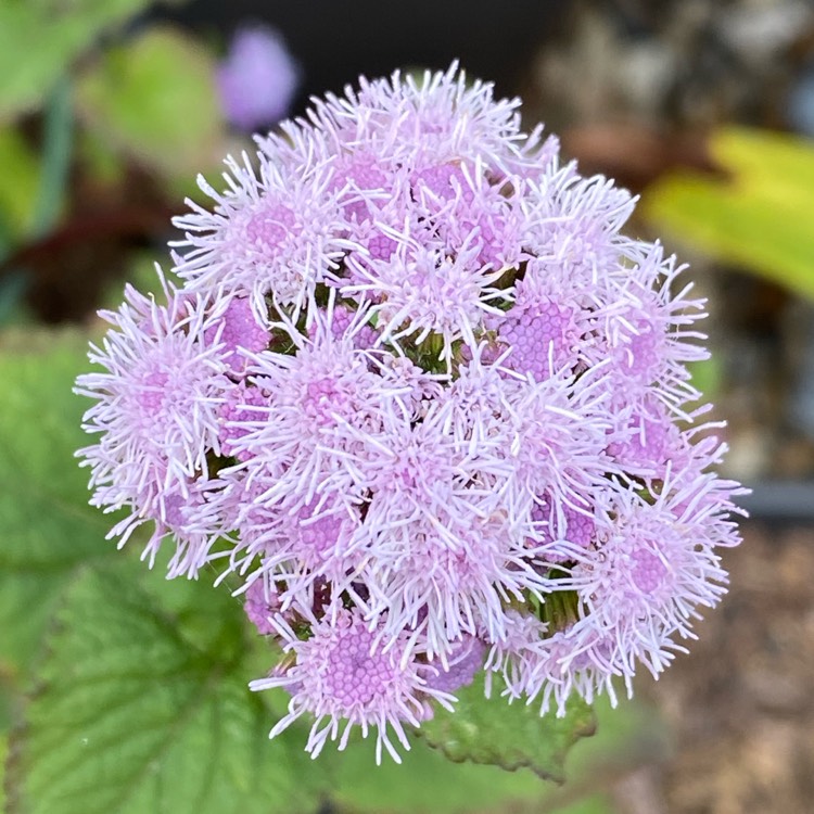 plant image 1540179