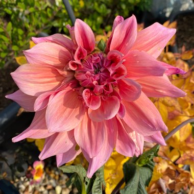 Dahlia 'Penhill Dark Monarch'