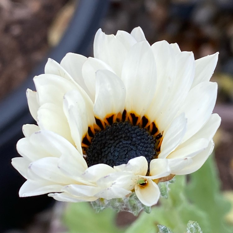 Plant image Venidium fastuosum var. Alba syn. Arctotis fastuosa var. alba