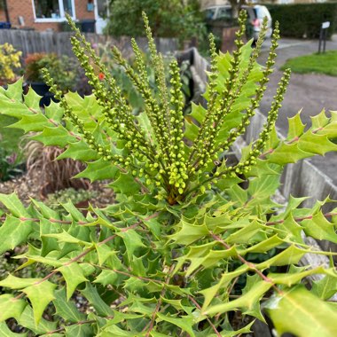 Mahonia x media 'Winter Sun' syn.Mahonia x wagneri 'Winter Sun'