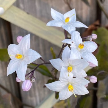 Solanum laxum 'Album' syn. S. jasminoides 'Album'