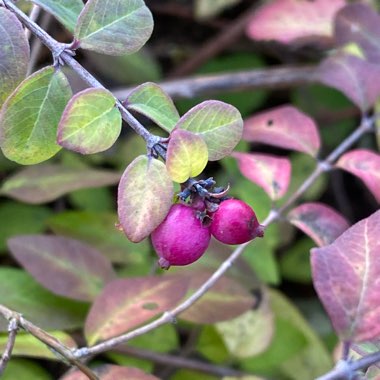 Spiraea