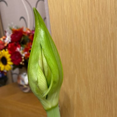 Hippeastrum (Galaxy Group) 'Apple Blossom'