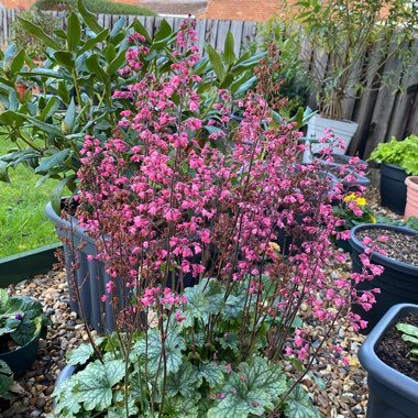 Heuchera americana 'Paris' syn. Heuchera 'Paris'