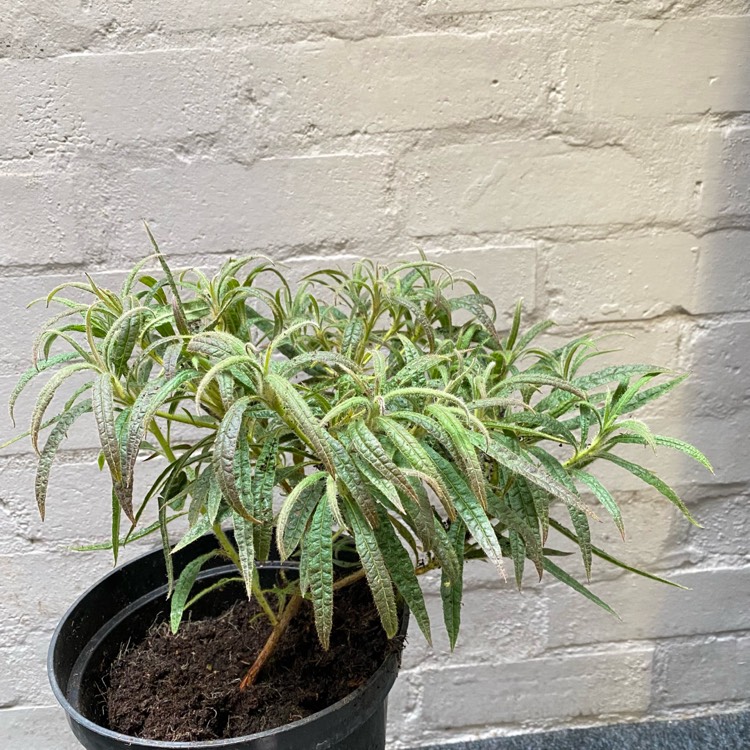 plant image 1550794 plant image 1550794