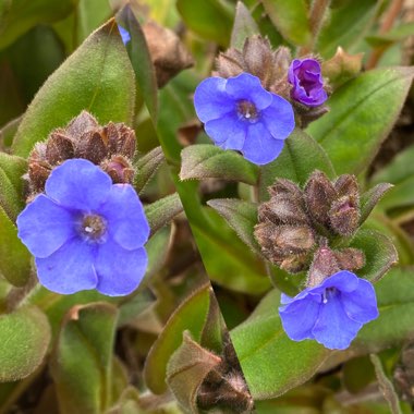 Pulmonaria 'Blue Ensign'