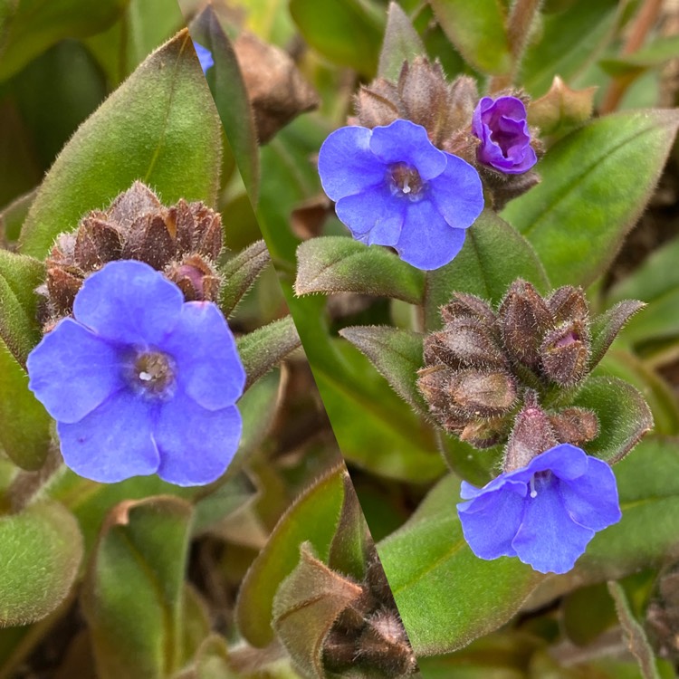 Plant image Pulmonaria 'Blue Ensign'