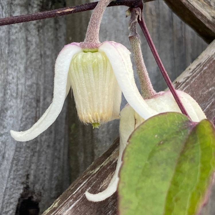 plant image 1560146