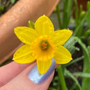 Narcissus 'Tête-à-Tête'