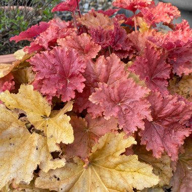 Heuchera